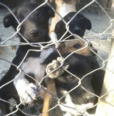 404 unwanted pets taken in by SPCA this year