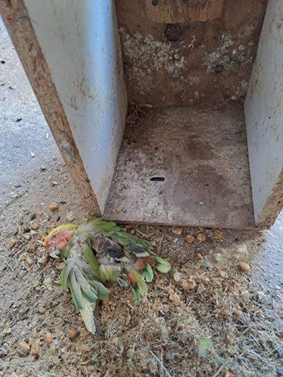 Park animal deaths: investigation at 'advanced stage'
