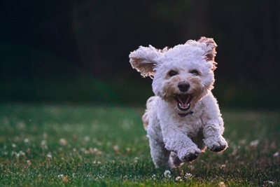 SPCA open again tomorrow