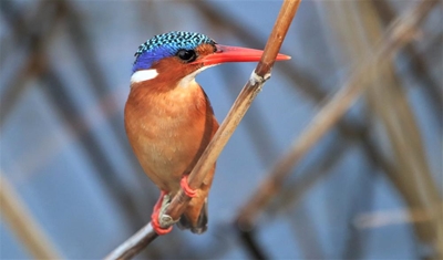 Malachite kingfisher a beauty