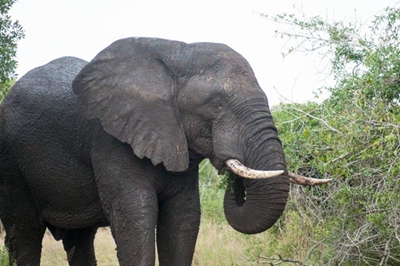 Bull Elephants join the herd at Samara 