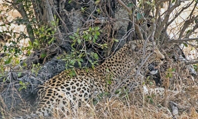 Kruger Park employee wins court bid after toddler killed by leopard