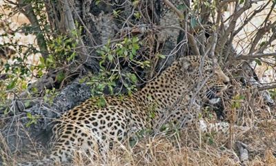 Kruger Park employee wins court bid after toddler killed by leopard