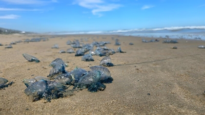 Bluebottles and bitter cold beaches