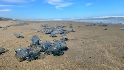 Bluebottles and bitter cold beaches