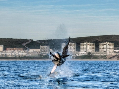 Sharks make waves globally