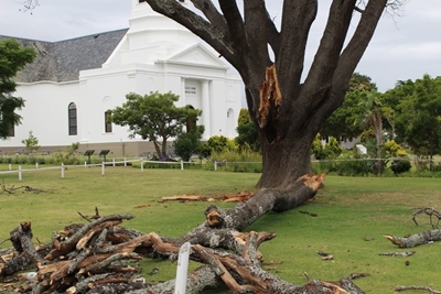 Moederkerk se ou eikeboom vrek