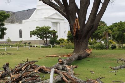Moederkerk se ou eikeboom vrek