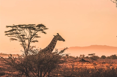 Is it safe to go on safari in Africa?