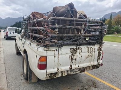 Four bovines saved from death trip