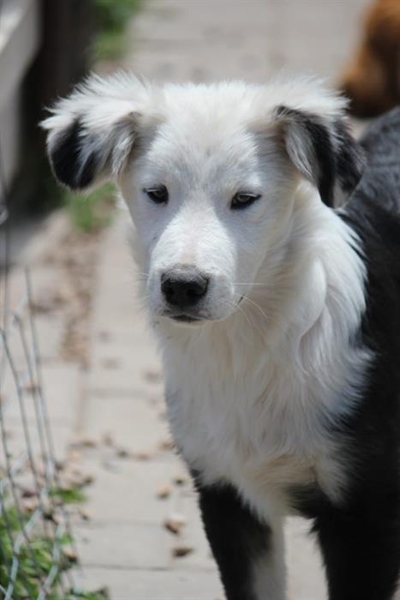 Pets galore at Odin