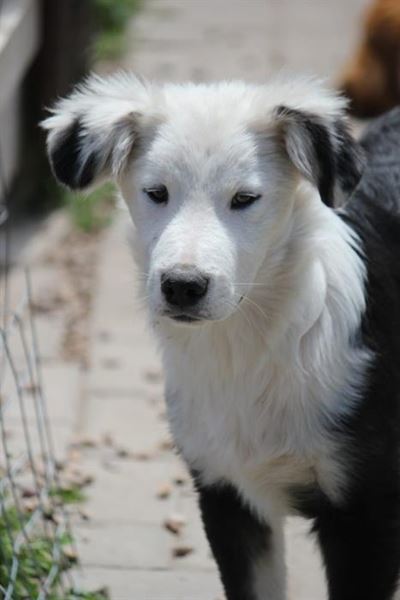 Pets galore at Odin