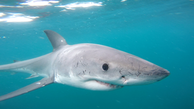 Swimming 20.5km to champion shark protection