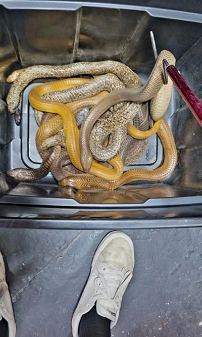 MOSSELBAAI BRANDE: Slange vlug van brande in Aalwyndal, 10 Kaapse kobras gered