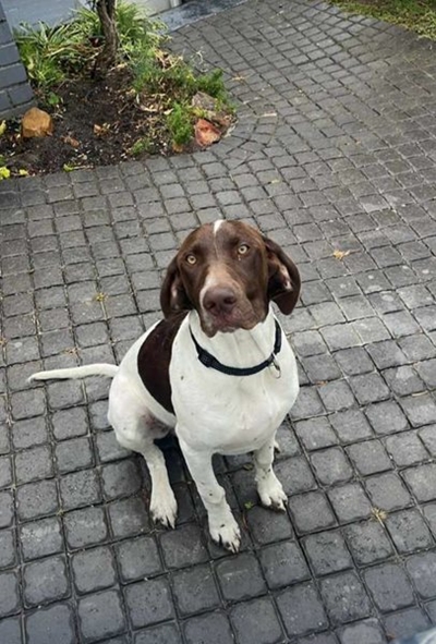 Story of the return of Max, the dog