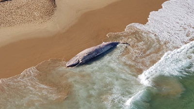 Stranded whale carcass update