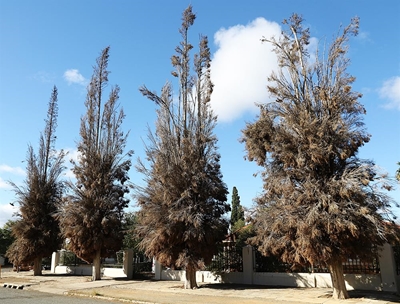 Dead trees pose a fire hazard