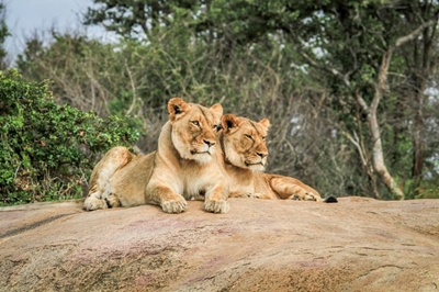 Best places to see lions in the Kruger Park