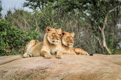 Best places to see lions in the Kruger Park