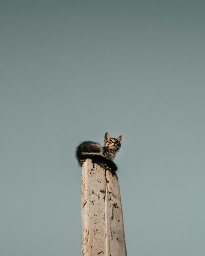 Cat rescued from electricity pole