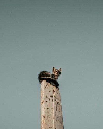 Cat rescued from electricity pole