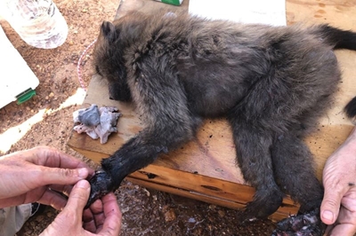 Baboons burnt in Kleinmond fire slowly being rescued