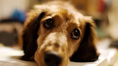 Another dog put down after negligence