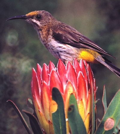 Fires expose birds to insecticides 