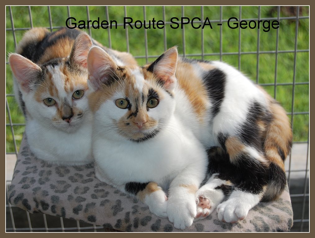 SPCA adoptions