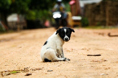 Govt issues rabies warning in high risk areas