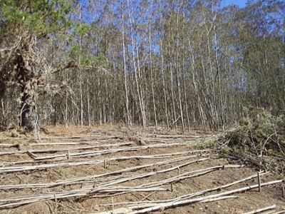 'Massive extinction crisis looming'