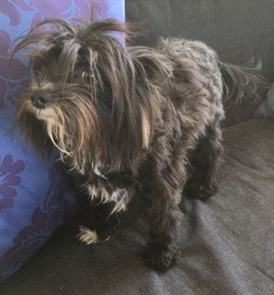 Is this your dog? 