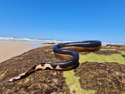 Sea snake rescued, rehabilitated, released