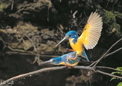 Kingfisher photo is world class