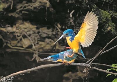 Kingfisher photo is world class