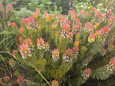 Botanical garden's nursery hosts spring plant sale