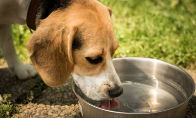 Keep your dog safe and healthy this summer