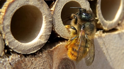 Solitary mason bees don’t need a hive to survive