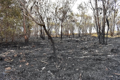 Firebreaks and what you need to know