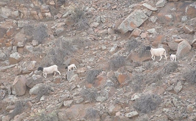 Repeal of SA drought disaster declaration met with shock