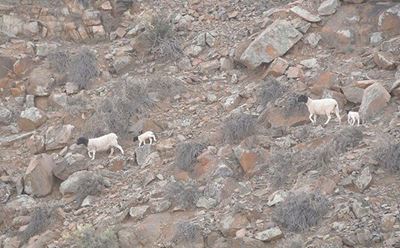 Repeal of SA drought disaster declaration met with shock