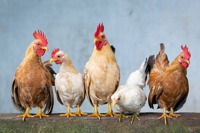 Saai verwelkom die skrap van koeponne vir bestaansboere