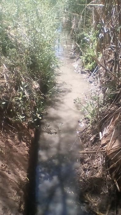 Litter and reeds taking over water furrows 
