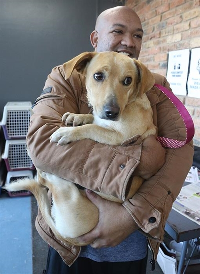 Massasterilisasie van katte en honde