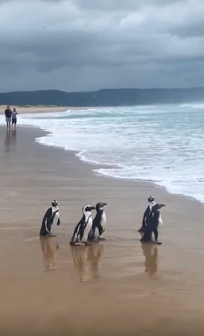 Eat, love, waddle for five CX penguins