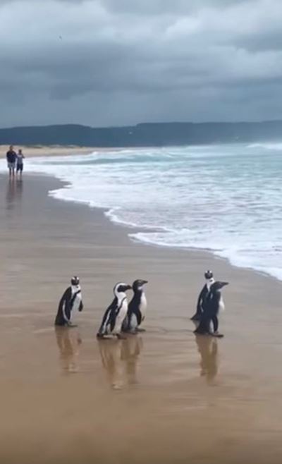 Eat, love, waddle for five CX penguins