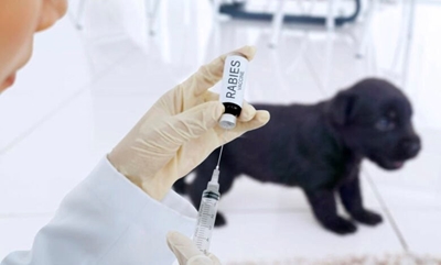 Public warned as rabies continues to spread in SA rural provinces