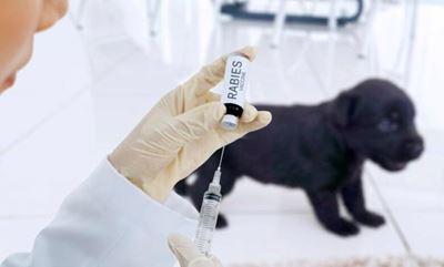 Public warned as rabies continues to spread in SA rural provinces