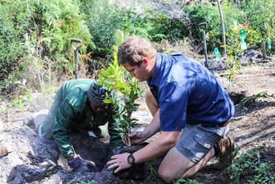 3000 Trees, 800 fynbos far for Knysna