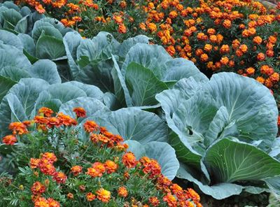 Companion herbs for winter veggies